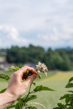 Hand h&auml;lt Himbeerbl&uuml;ten im Freien