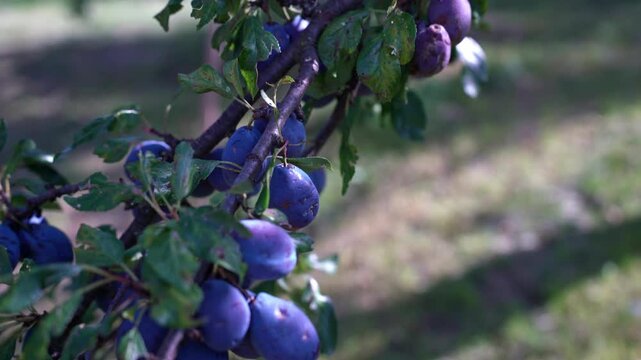 Slow tilt shot, riped and rotten plum fruits on the tree branch.