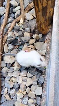 A white nutria scratches itself and falls asleep on rocky ground in a zoo enclosure. Cute albino rodent resting outdoors in daylight.