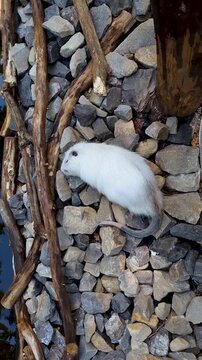 Vertical video of a rare albino nutria sleeping peacefully near stones. A cute white coypu resting outdoors in a zoo enclosure.
