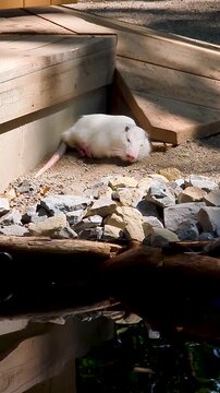 Vertical video of a rare albino nutria sleeping peacefully near stones. A cute white coypu resting outdoors in a zoo enclosure.