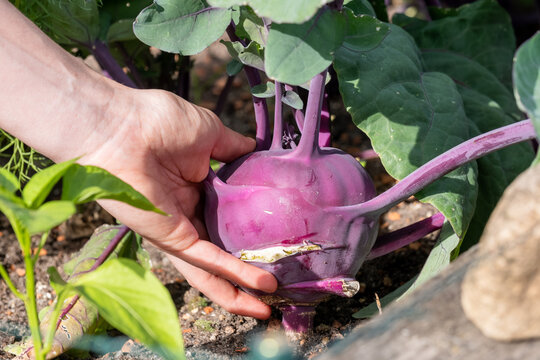 Handernte von violettem Kohlrabi