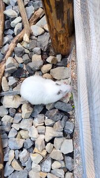 Vertical video of a white nutria eating fresh green food on stones near a cage. Cute albino coypu rodent feeding outdoors in a zoo enclosure.