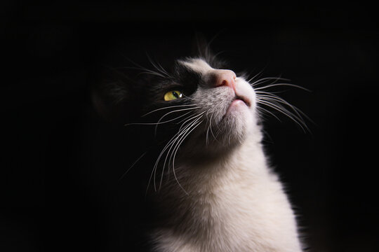 GATO