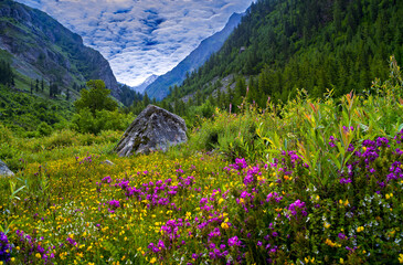 Twan Village in Pangi Valley, Himachal Pradesh, India – Scenic Himalayan Valley with Wildflowers and Mountain Forest © Kunal