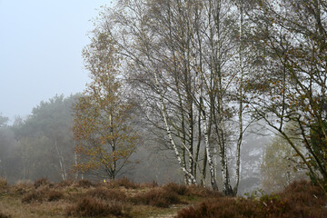 A moody autumn landscape featuring birch trees with colorful yellow foliage growing on a foggy sand drift at the Veluwe national park. Atmospheric morning mist, unique shifting dunes ecosystem. © Peter