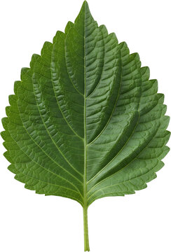 perilla leaf single cutout