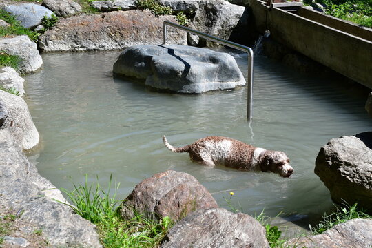 Ein lustiger Lagotto Romagnolo Hund in einem Kneippbecken
