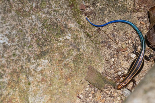 Juvenile skink with a vivid blue tail on the forest floor