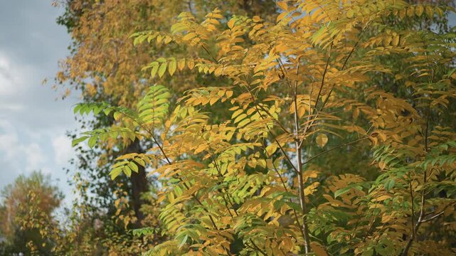 Close up of yellow and green leaves on tree branch with soft lighting showing gradual color change from fresh to autumn hues. Background features other trees in various stages of fall
