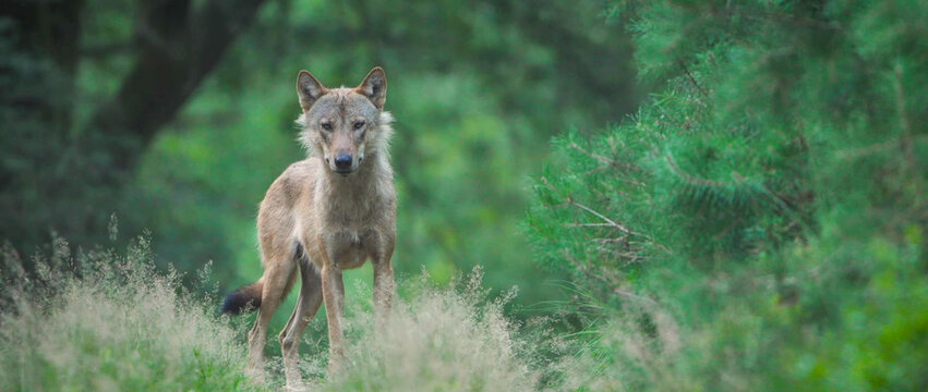 Gray Wolf making direct eye contact in Dutch forest