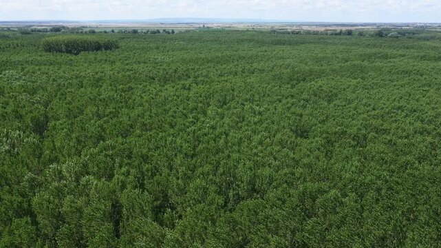 Aerial view of a dense lush green forest canopy captured from above. Healthy woodland ecosystem, biodiversity and untouched nature concept. 4K.
