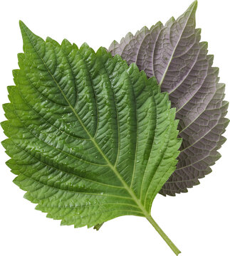green and purple perilla leaves cutout