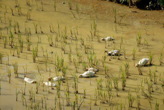 Ducks in a rice field near Sapa in northern Vietnam.