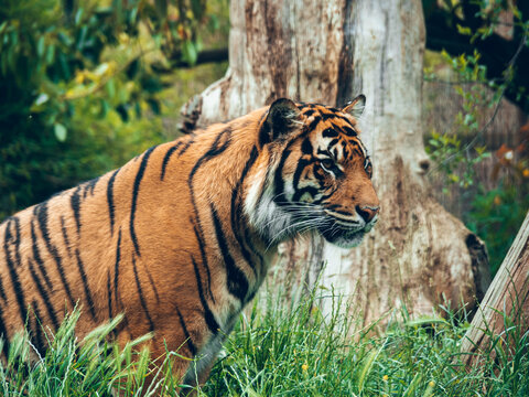 Sumatran Tiger Resting in Zoo Habitat