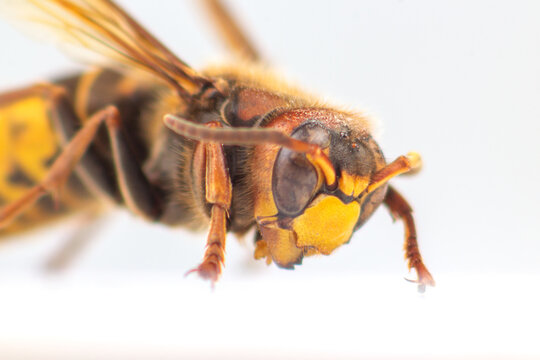 Close up view of a wasp showing details of its face and eyes