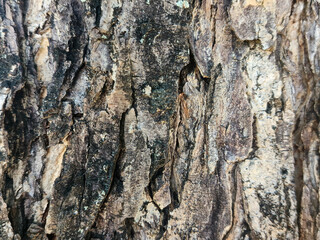Fototapeta premium Deep Vertical Grooves on Old Tree Bark
