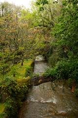 Naklejka premium A peaceful river flows beneath lush trees in the botanical gardens of Parque Terra Nostra in Furnas.