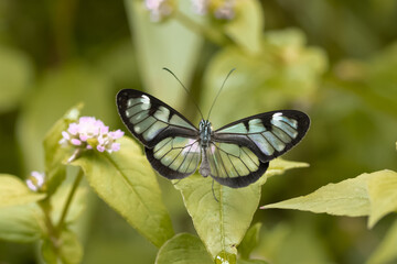Fototapeta premium butterfly macro photography on natural green setting