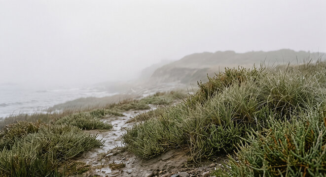 Coastal salt grass growing along a sandy path shrouded in thick morning fog