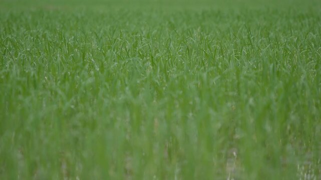 Young green rice seedlings grow in rows on a flooded field with water between the plants. Wetland cultivation.