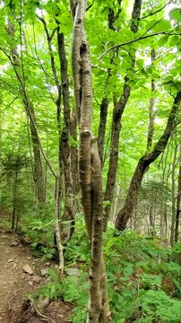 Twined Birch Trees in Green Forest 