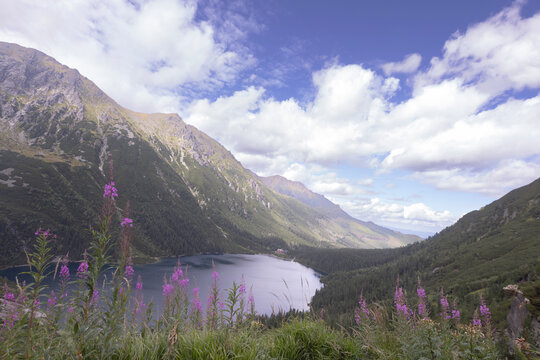 mountain landscape in the summer