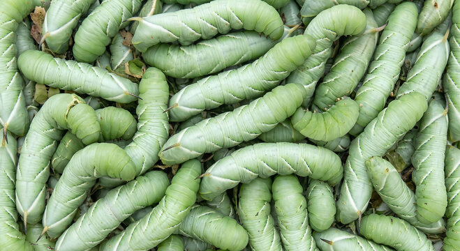 A moderate natural group of green hornworms crawling together
