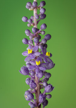 Macro view of open flowers and buds on stalk of liriope plant in garden in late August in central Virginia