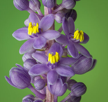 Macro view of open flowers and buds on stalk of liriope plant in garden in late August in central Virginia