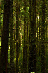 Obraz premium Dense green vegetation creates a peaceful forest landscape in the Sete Cidades region of the Azores.