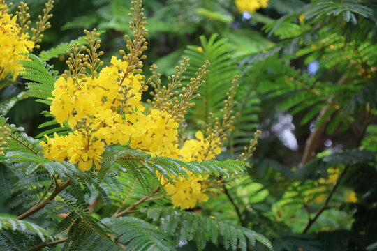 Yellow flowers of silk joss tree, Golden pincushion tree