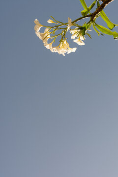 White plumeria flowers under a blue sky