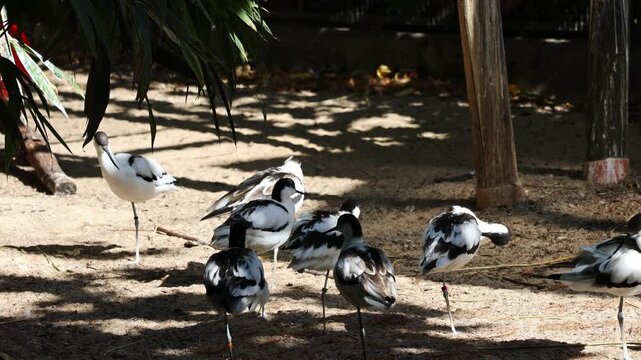 Flock of pied avocet birds resting on a sandy shore