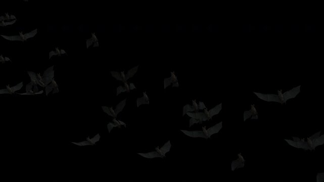 3D Animation of a Swarm of Flying Black Bats Flying Across Screen on Transparent Alpha Channel Background