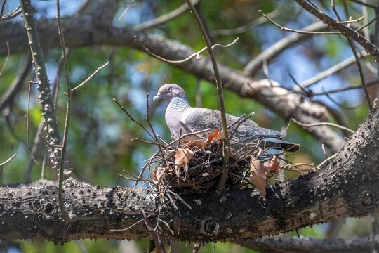 Picazuro pigeon nesting on a thorny branch in the wild. sleeping