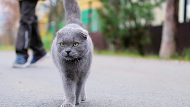 A funny, grumpy Scottish Fold cat walks confidently along the asphalt, looking at the camera.