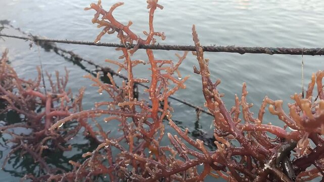 Seaweed farming harvest with fresh red algae Eucheuma cottonii tied to aquaculture rope line in open sea. Sustainable marine farming and blue economy concept.