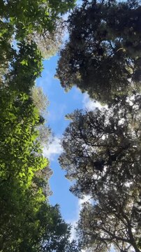 Tall trees frame a clear blue sky. Green leaves sway gently in sunlight. Dappled light filters through dense canopy. Forest scene invites calm and wonder. Perfect for nature, wellness