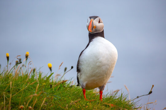 Puffin standing on green grass with flowers in Iceland during daylight