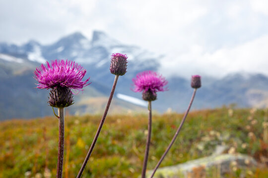 Wildflowers bloom in Norway's mountains during summer