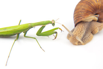 Green mantis and brown snail interact on a white surface in a light setting © photosaint