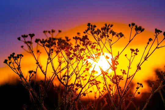 Sunset behind flowers with bright colors during evening time