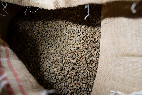 Raw green coffee beans fill a burlap sack, their pale olive color and dense pile typical of coffee awaiting the roasting process stage.