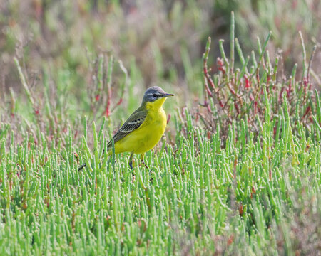 Blue-headed wagtail, Motacilla flava, perching on a Salicornia europaea plant to look for insects in spring, Balearic Island, Mallorca, Spain 