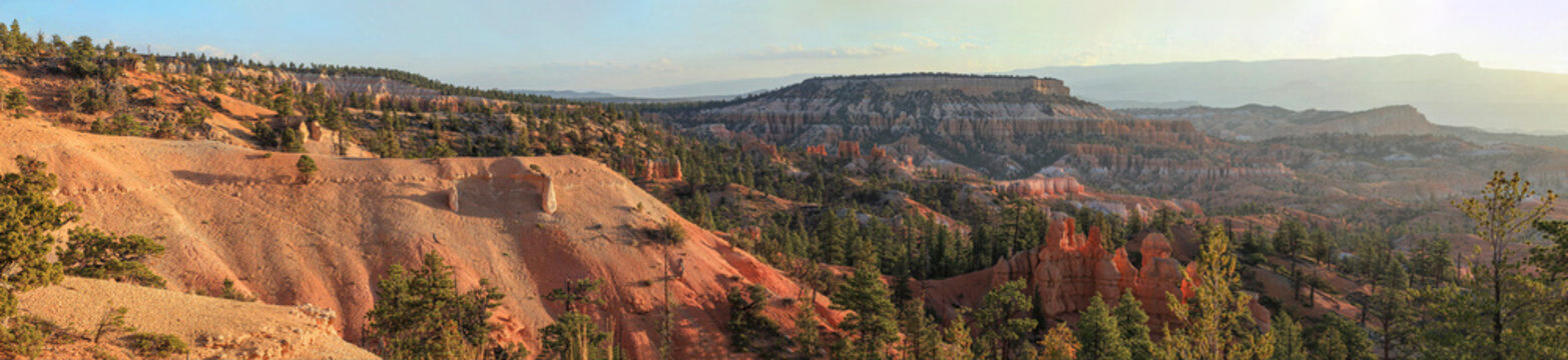 Beautiful wide panoramic view of a sandstone canyon amphitheater with pine trees at sunrise