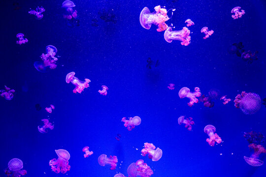 School of yellowtail snapper fish swimming in clear blue water at Oceanografic Valencia aquarium tunnel