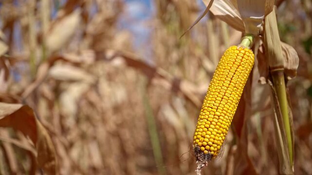 A ripe golden corn cob hanging on the stalk in a dry agricultural field ready for autumn harvest. 4K.