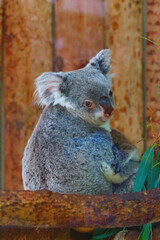 Koala seen from behind, looking toward the camera, in a zoo © rbrinkt
