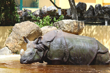 Large rhinoceros standing in a pond in a zoo © rbrinkt